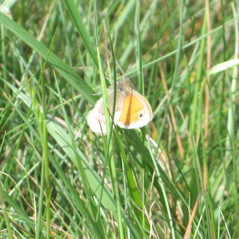 Small Heath Butterfly - Hampton Heath - 2022-05-21